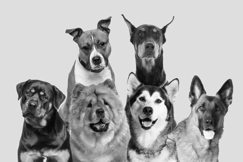 black and white photo of 6 large dogs