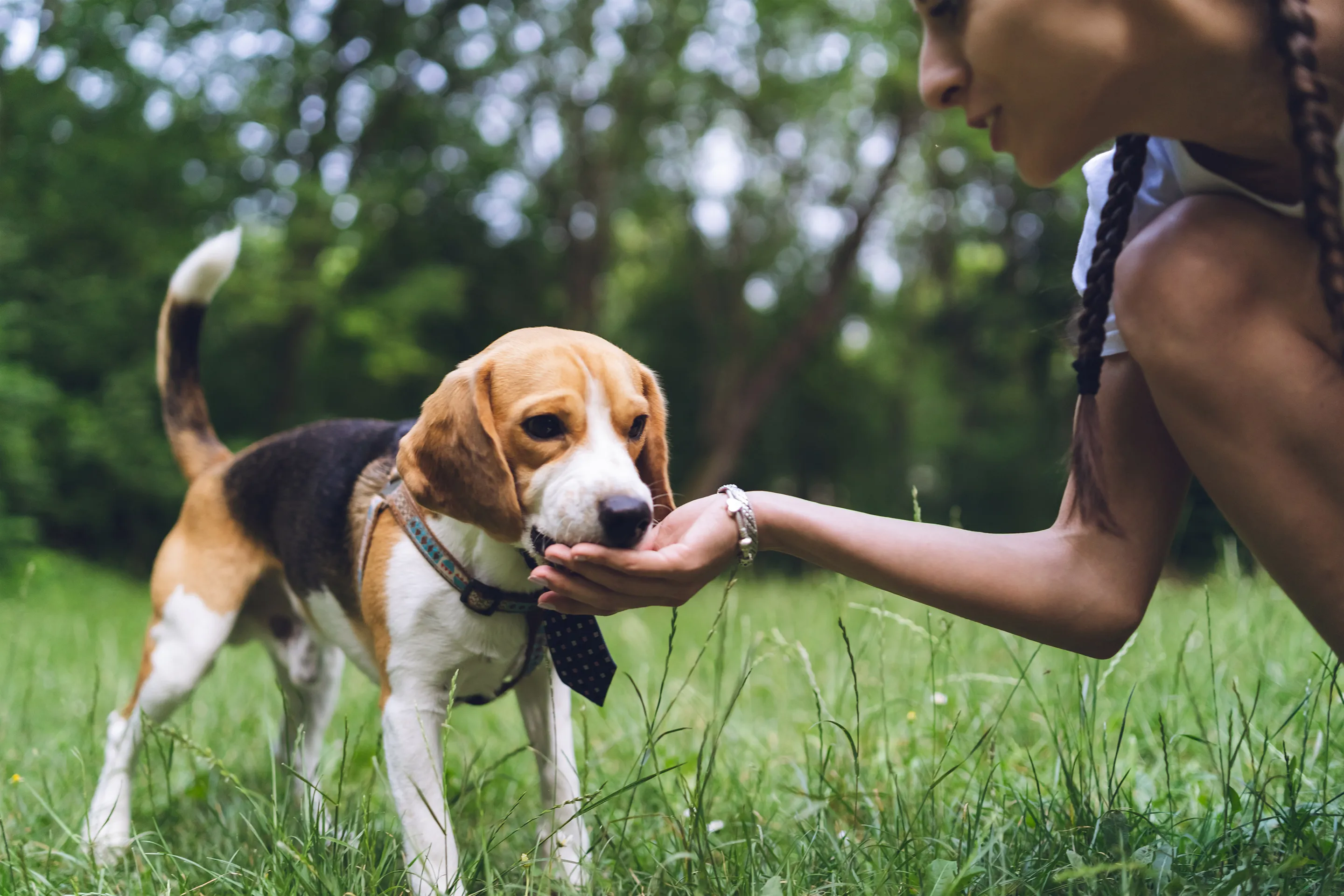 From Birthday Parties to 'Pawdicures,' House-Bound Americans Can't Stop Spending on Their Pets