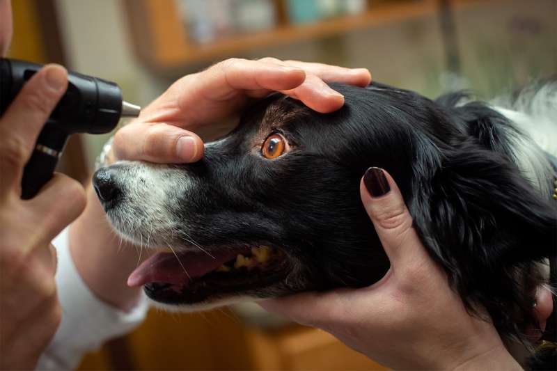 dog gets eyes checked