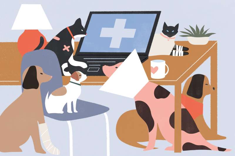 Illustration of several bandaged cats and dogs, near a desk with a laptop displaying a medical cross