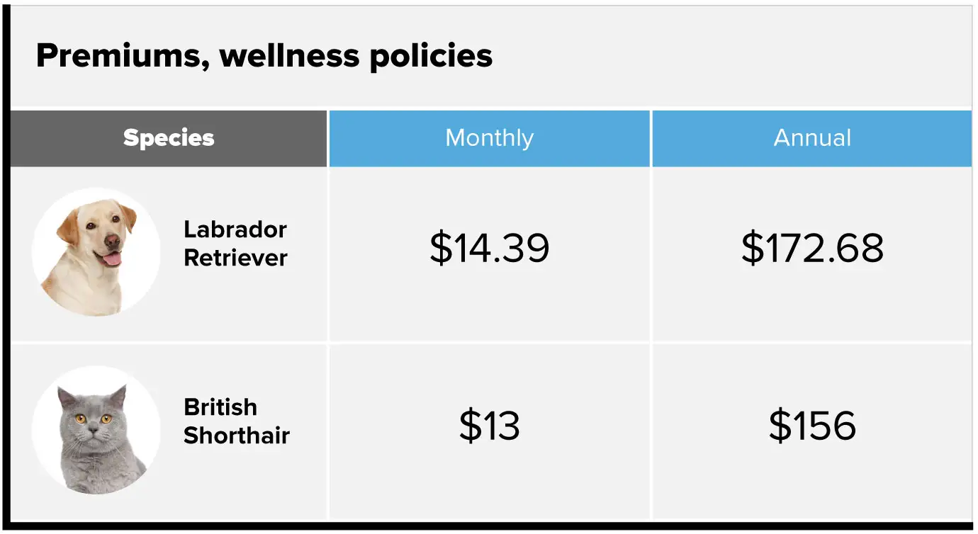 How Much Does Pet Insurance Cost On Average