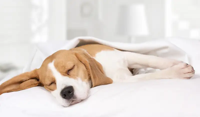 Dog sleeping on his/her side on a bed.