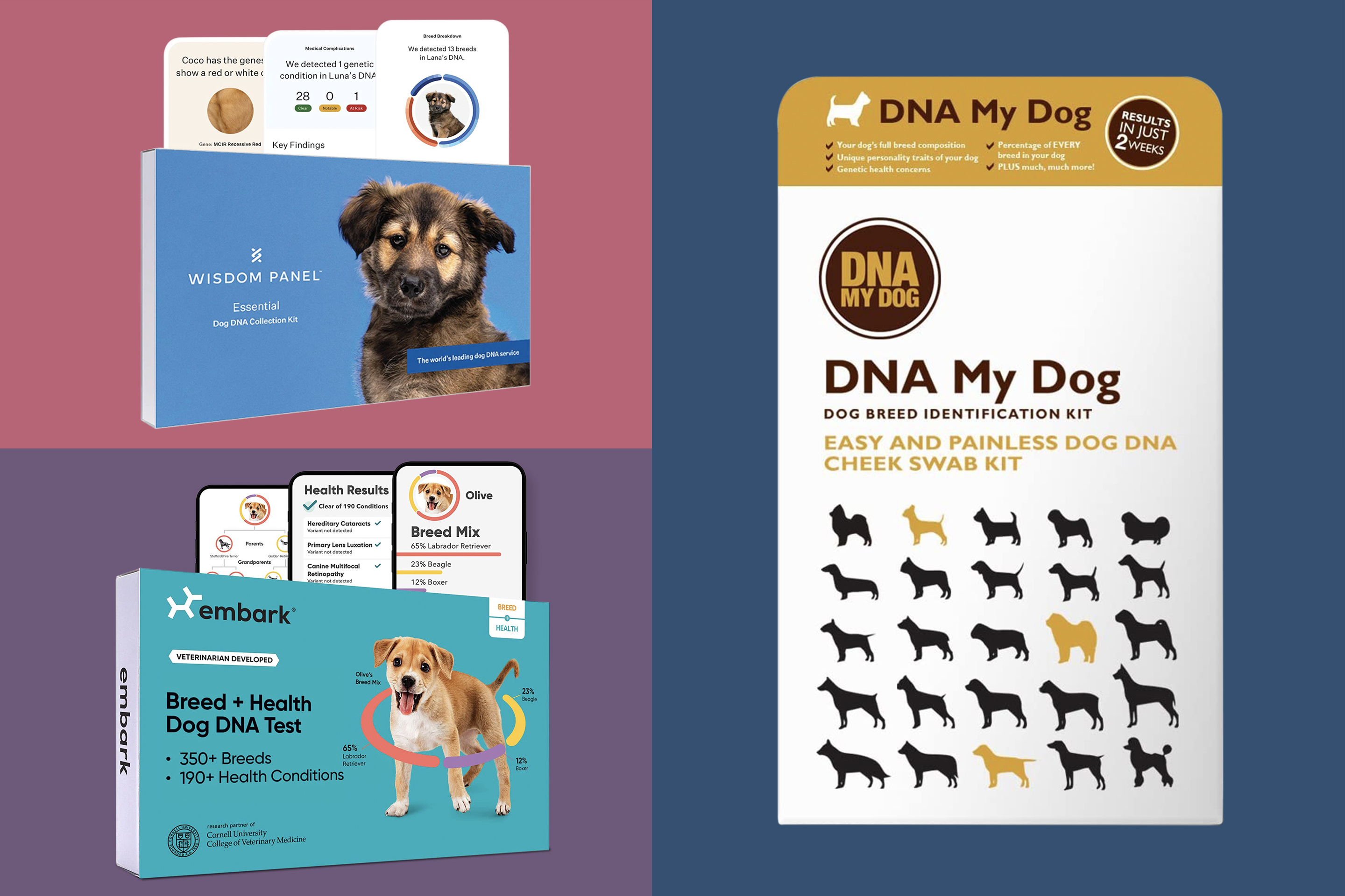 Best Dog DNA Test Kits for 2021 by Money Money