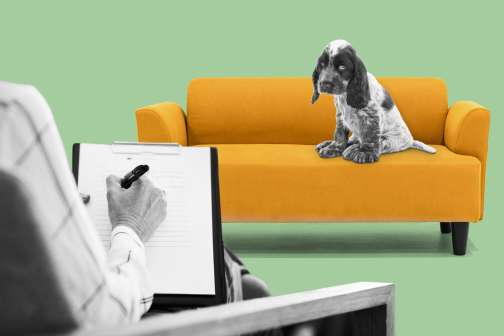 From Barking to Bullying, When Pet Insurance Covers Behavioral Therapy