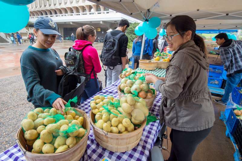 A student is picking on the potato at the Irvine Farmer's Market.