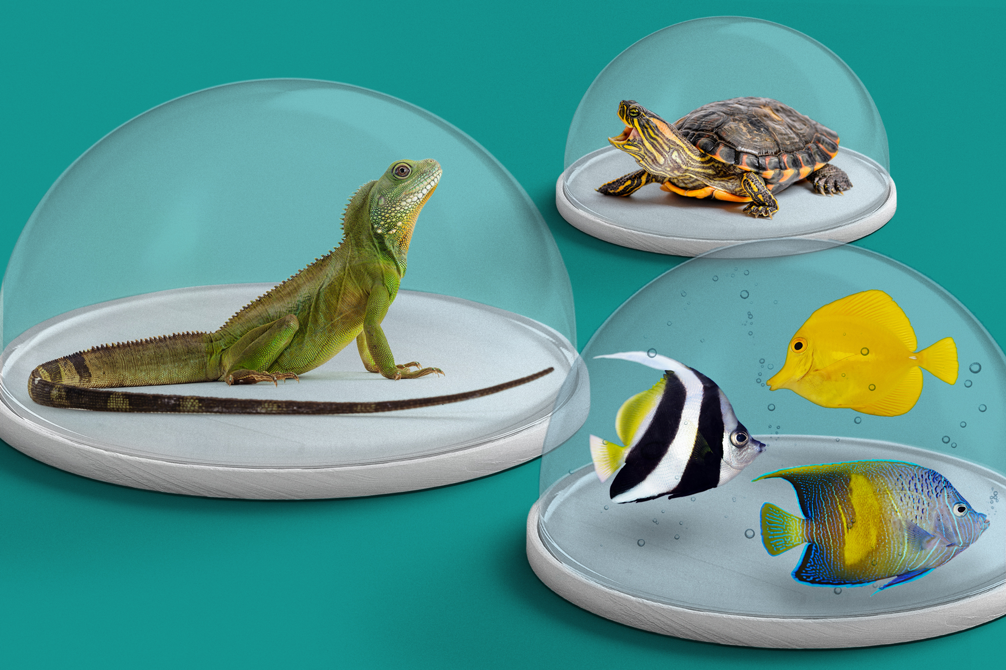 Yes, Pet Fish and Reptiles Get Sick. There's Even Insurance to Cover Their Vet Visits