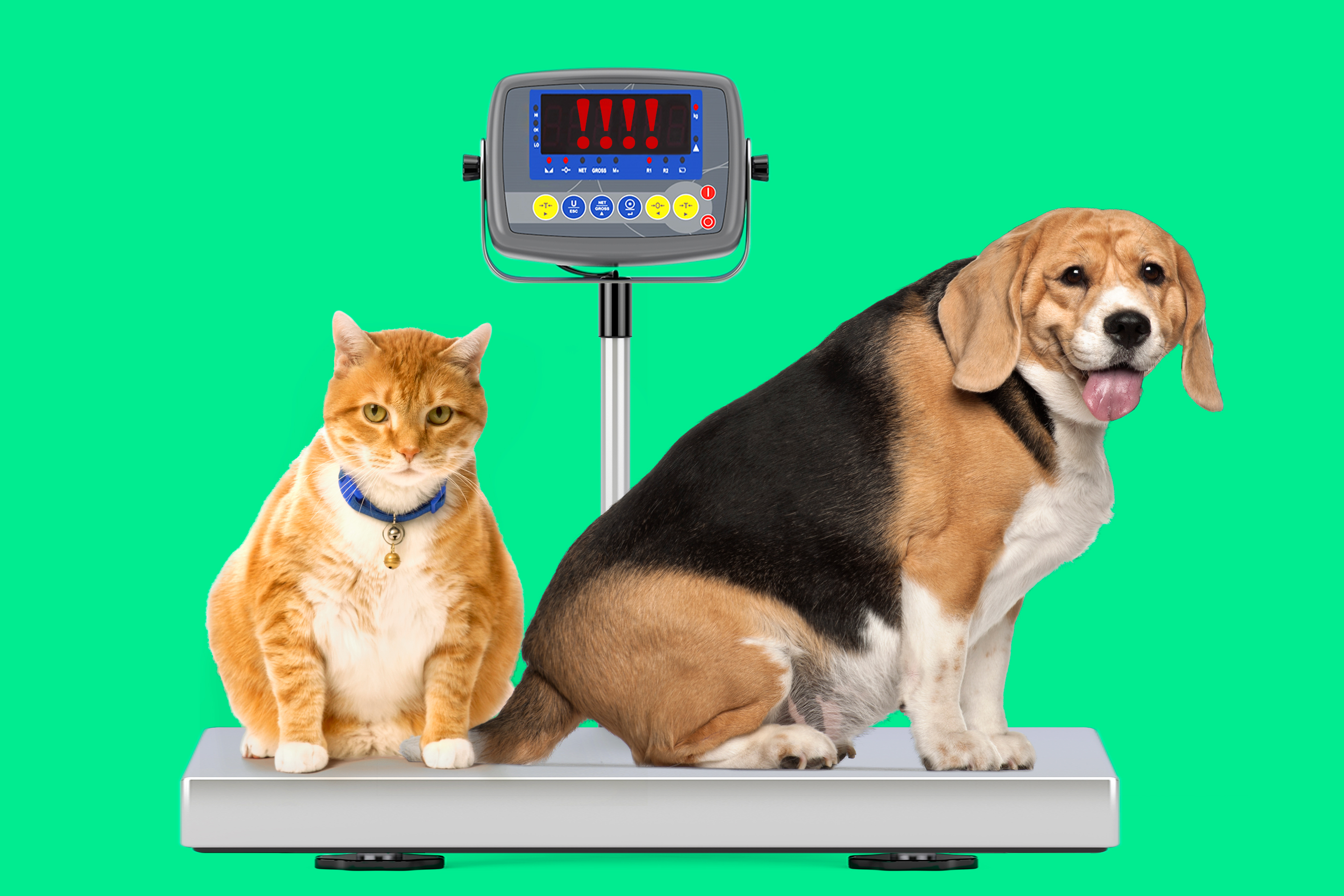 How to Care For Overweight Dogs and Cats