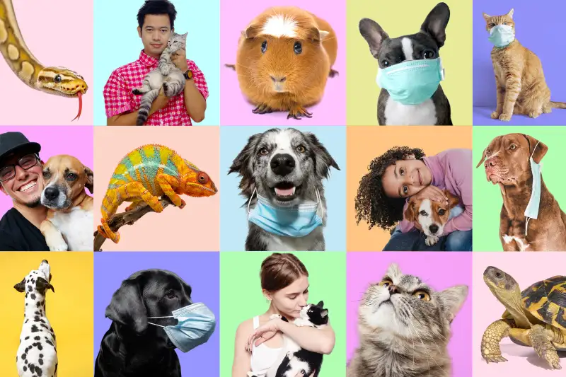 Grid photo collage of different pets with and without their owners. Some have surgical masks on.