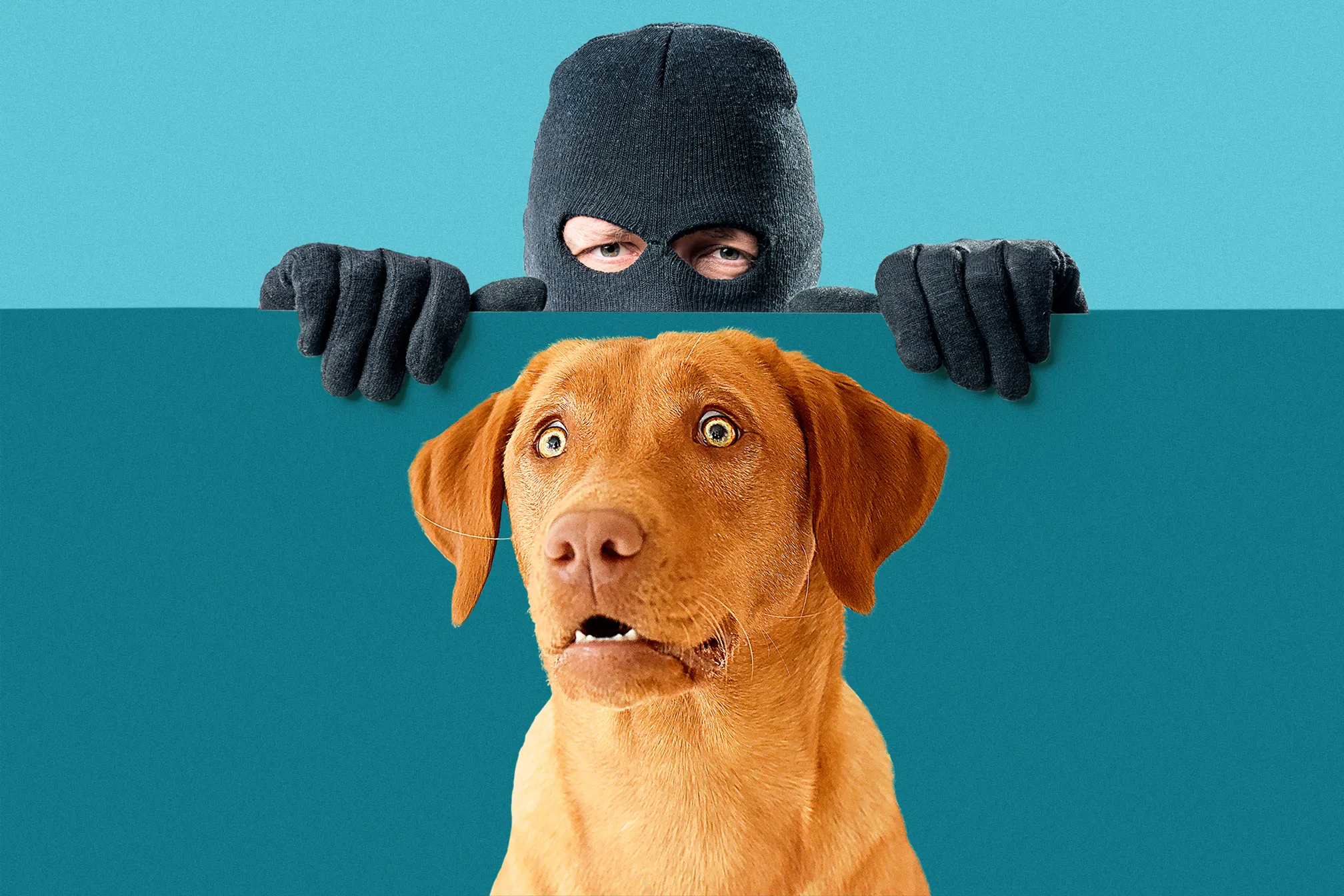 Preventing Dog Theft Money