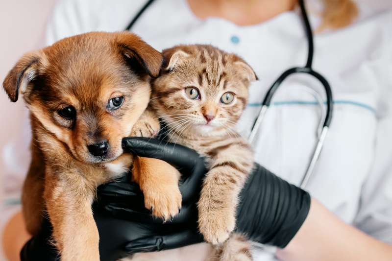 Puppy And A Kitten Being Held By A Veterinarian