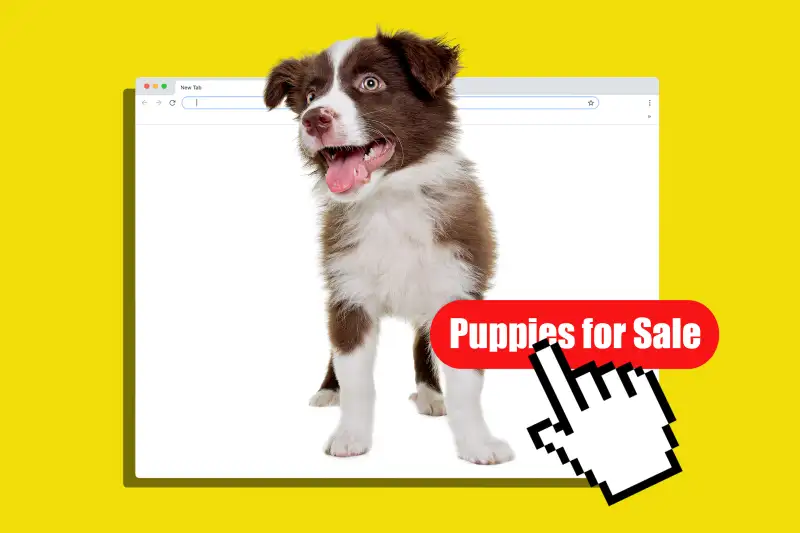 "Puppies for Sale": Beware of These Fake Websites | Money