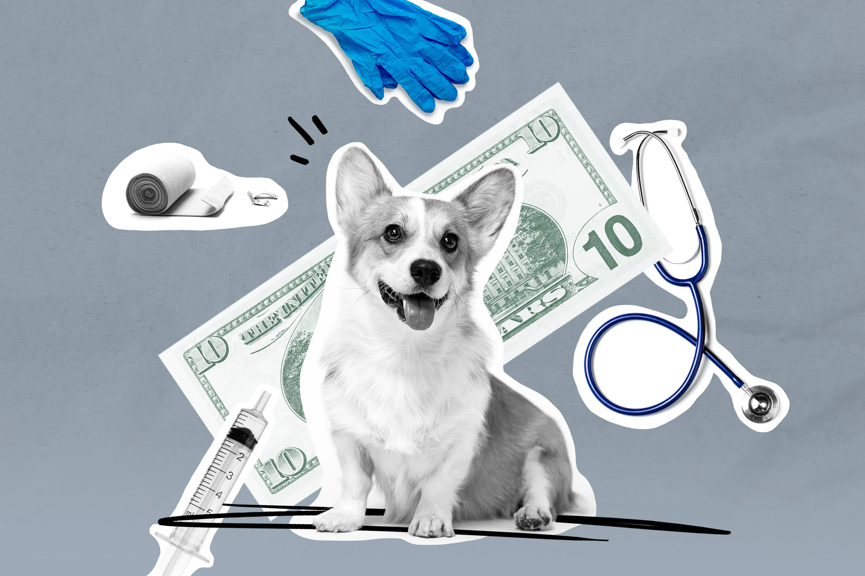 Pet Insurance: What Is, How Much, Coverage, and More