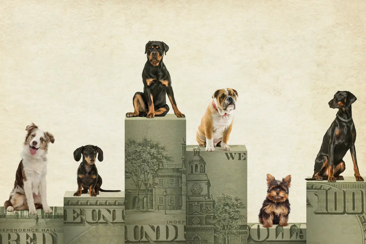 Here's What Dog Insurance Costs for 15 Popular Dog Breeds | Money