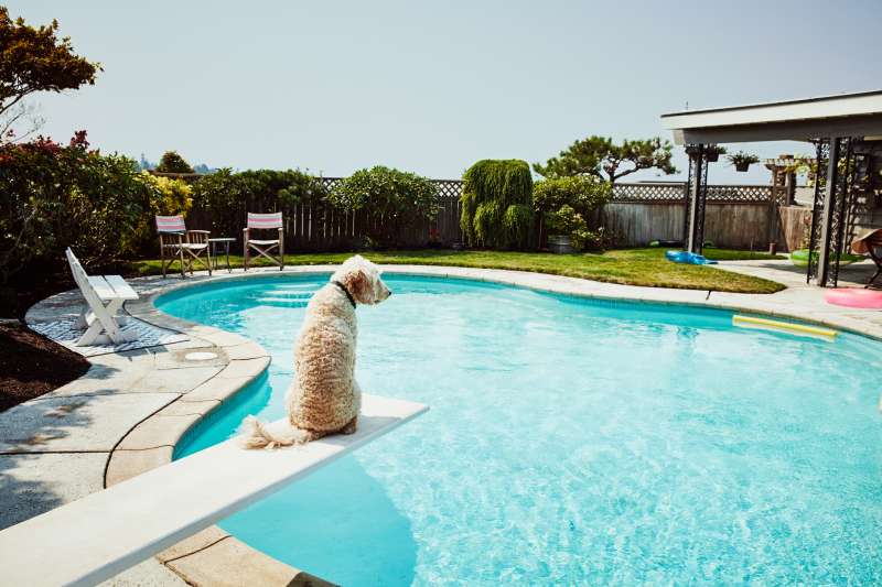 Dog sitting on diving board of backyard pool