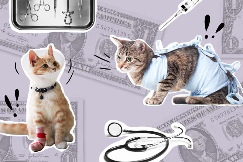 Collage of a Cat with a medical cone collar and cast, next to a cat with a Postoperative bandage with one dollar bills and medical tools in the background