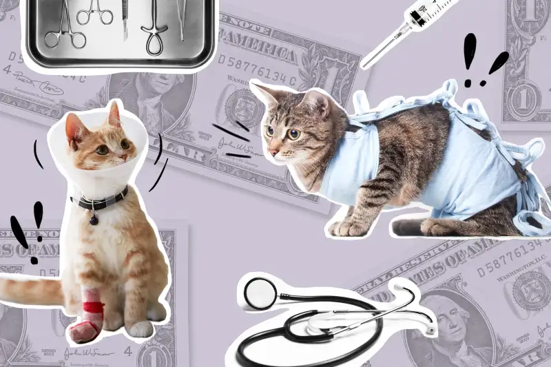 Collage of a Cat with a medical cone collar and cast, next to a cat with a Postoperative bandage with one dollar bills and medical tools in the background