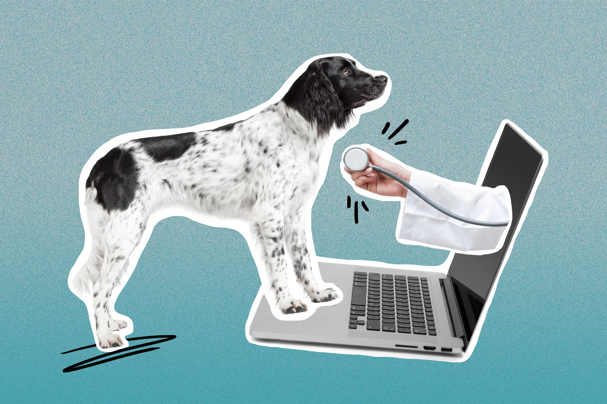 Pet Telehealth Is Here. Now Your Dog Can Zoom With the Vet