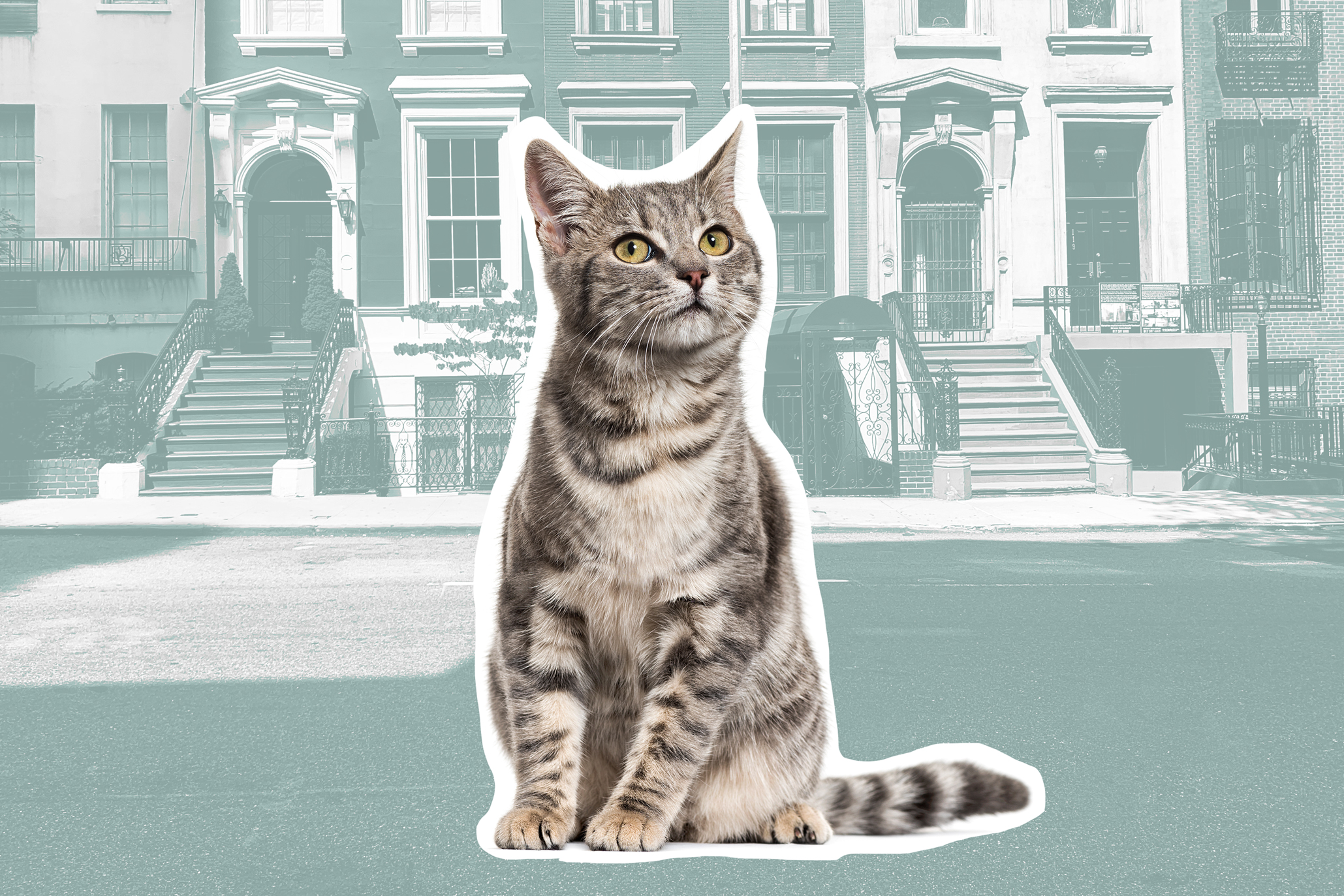 This Is the Best (and Worst) City in the U.S. — if You're a Cat