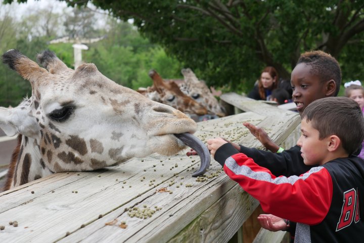 Two kids feed a giraffe at the zoo in Chesterfield County, Virginia