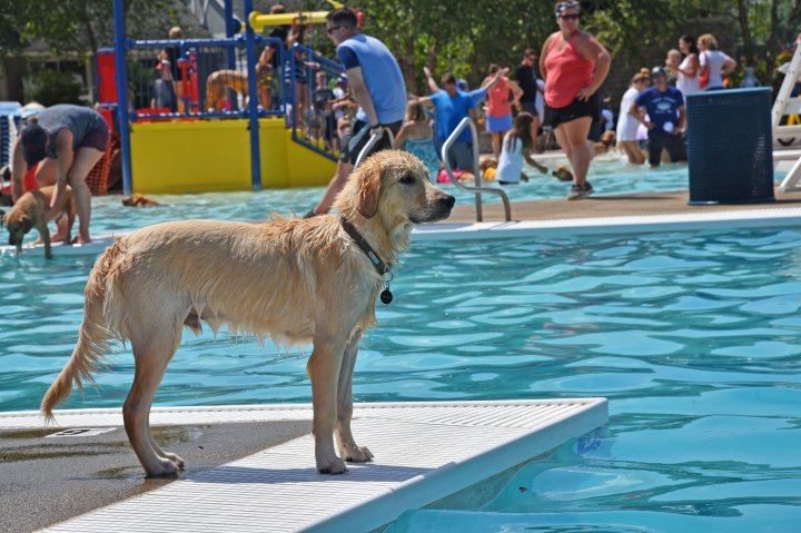A dog looks out at the pool at Reed Road Water Park in Upper Arlignton Ohio