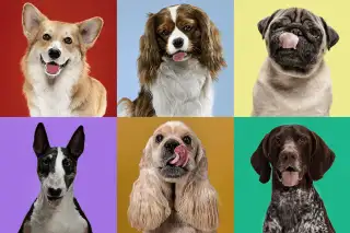Dog breeds  Dog breed names, Top dog breeds, Dog breeds medium