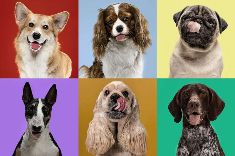 Six Profiles Of Different Dog Breeds