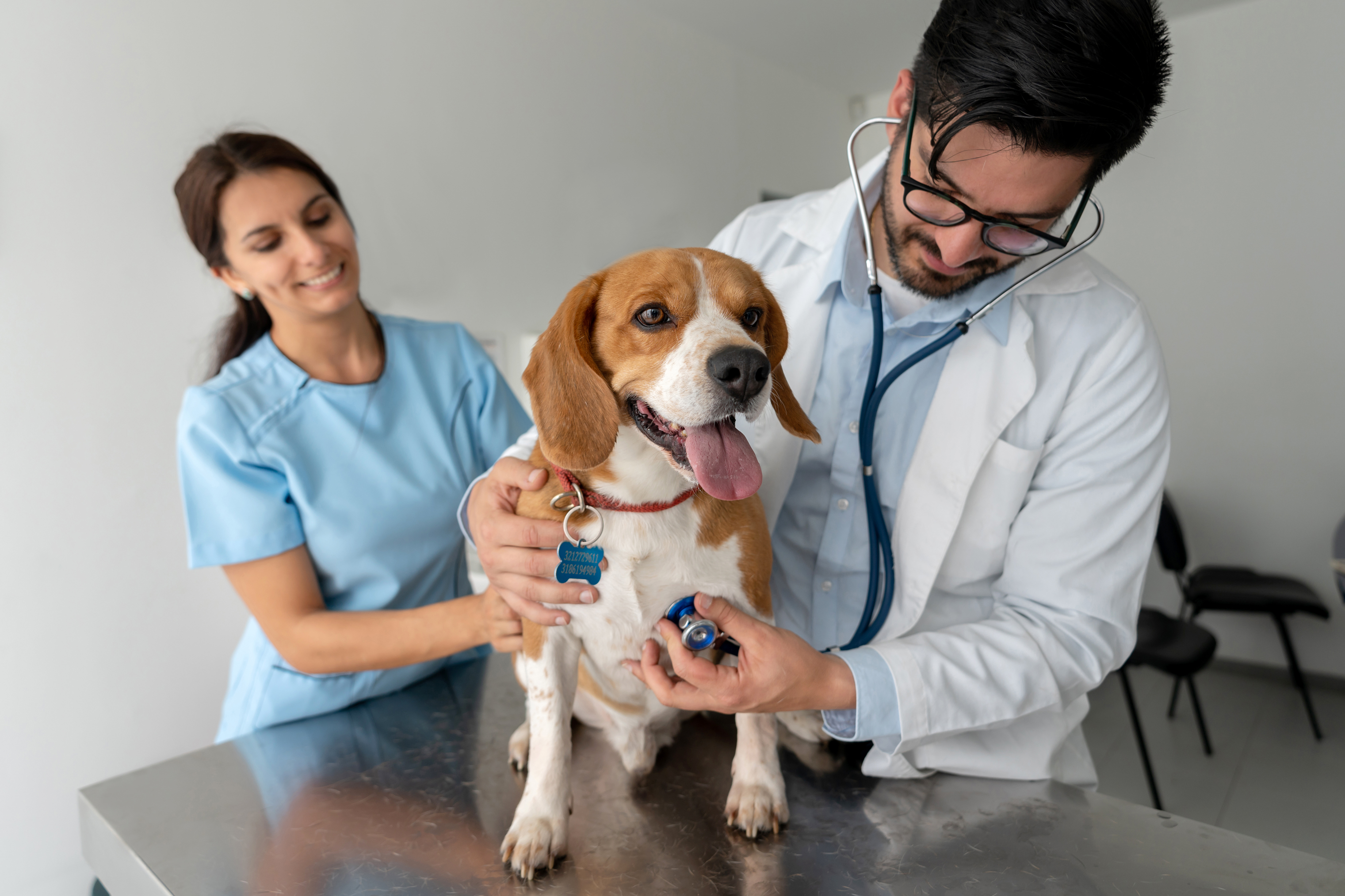 Veterinarian checking a dogs heart beat with a stethoscope