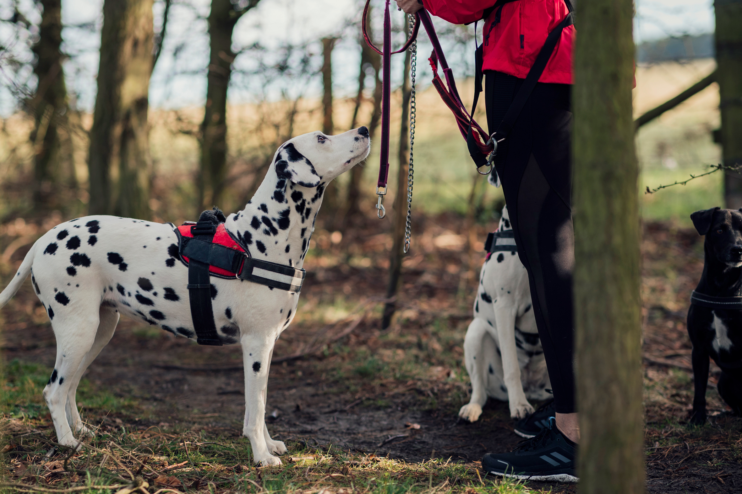 Dalmatian in the woods waiting for her owner to put the leash on
