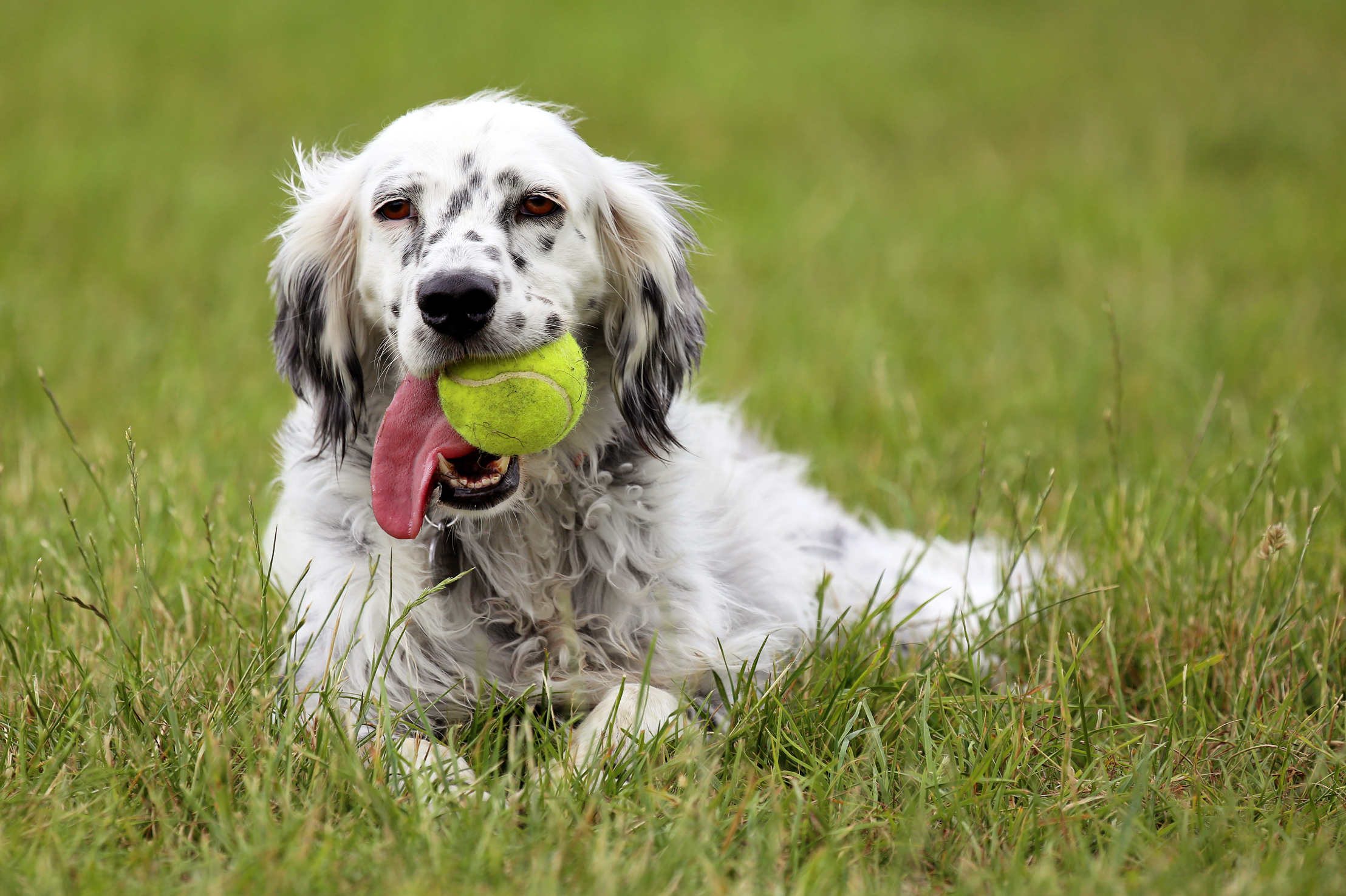 An English Setter dog holds a tennis ball in her mouth during a rest from playing