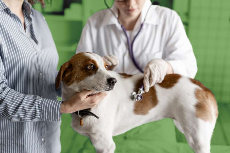 A veterinarian checking a dog's heartbeat with a stethoscope