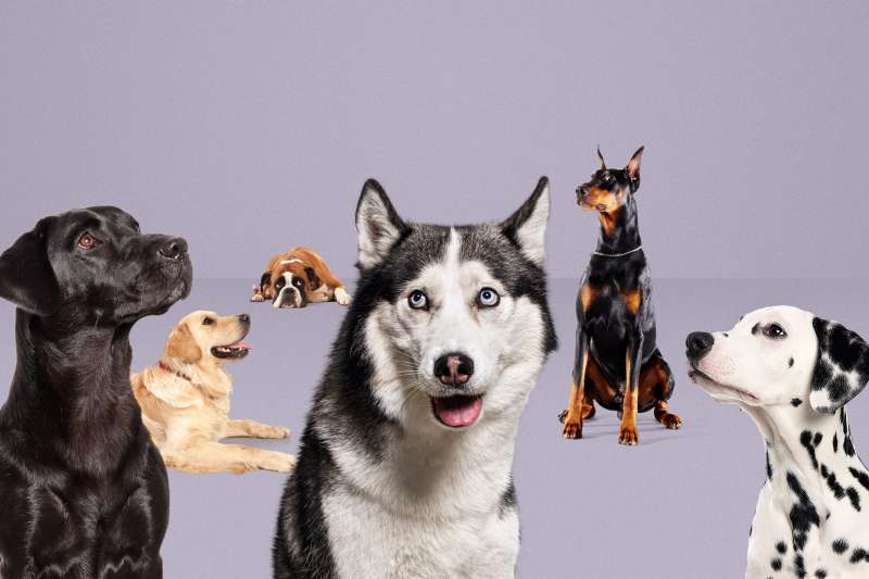 Collage of multiple dogs of different breeds looking up