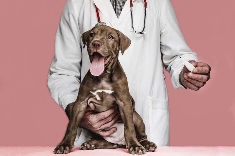 Close up of a veterinarian taking a puppy's temperature with thermometer