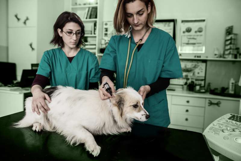 Two female veterinarians examining a dog's ear at animal hospital