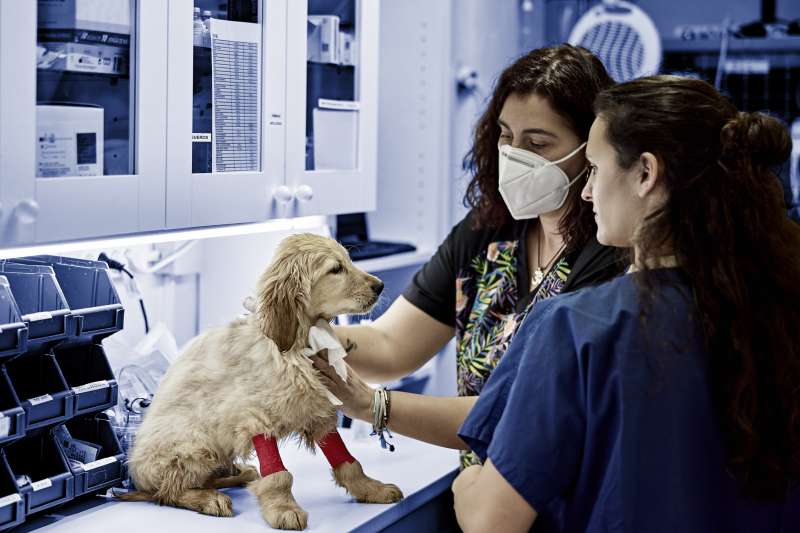 Golden Retriever Puppy Being Prepared for Surgery by two veterinarians