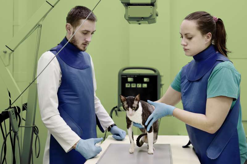 Two veterinarian doctors getting an x-ray of a cat during an examination at a veterinary clinic