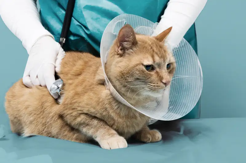 Close-up of a veterinarian checking a cat's heartbeat with a stethoscope