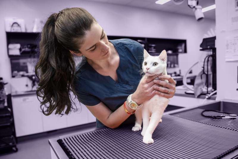 Female veterinarian examining a cat