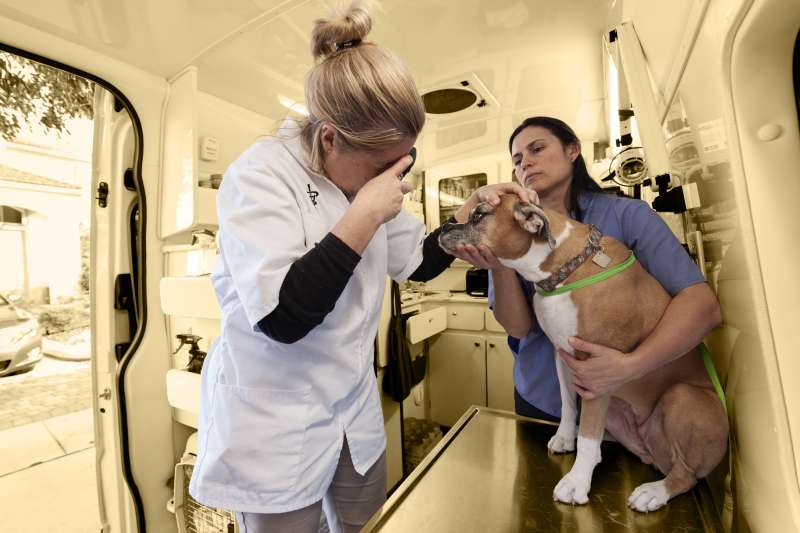 Veterinarian and assistant examining dog's eye inside mobile veterinarian clinic
