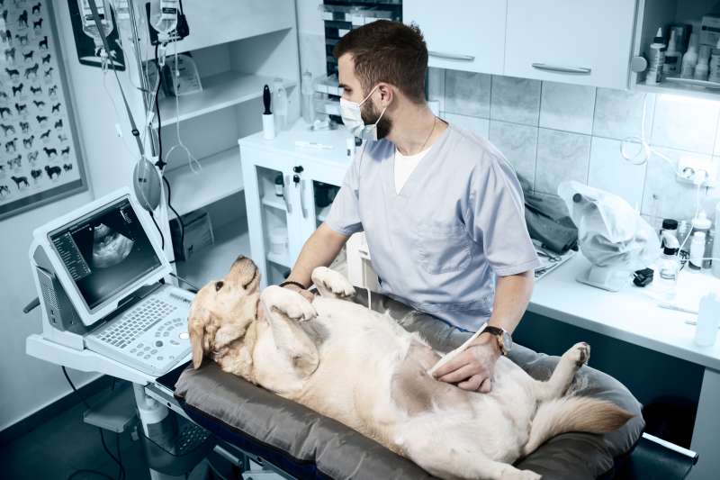 A veterinarian doing an ultrasound on a pregnant dog.