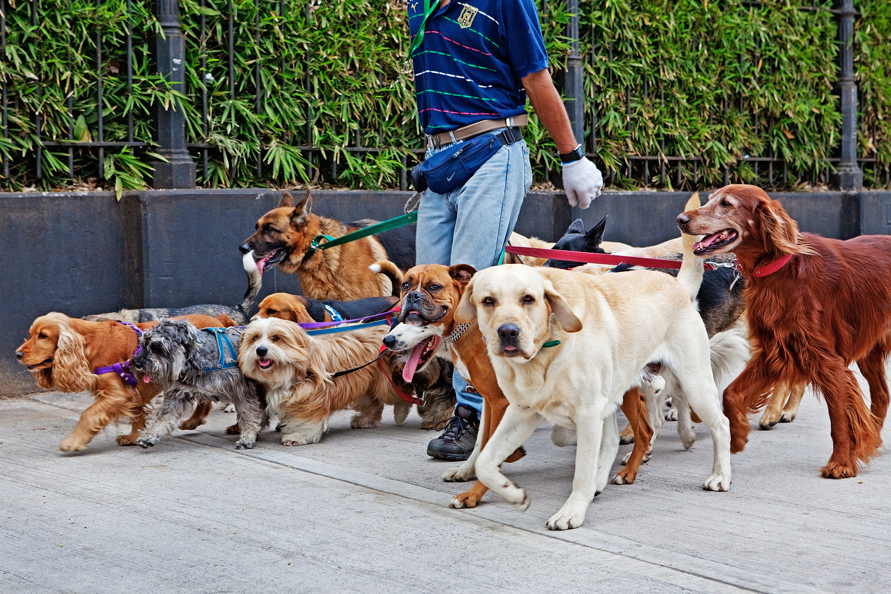 Why You Should Give an Extra Big Holiday Tip to Your Dog Walker and Babysitter This Year