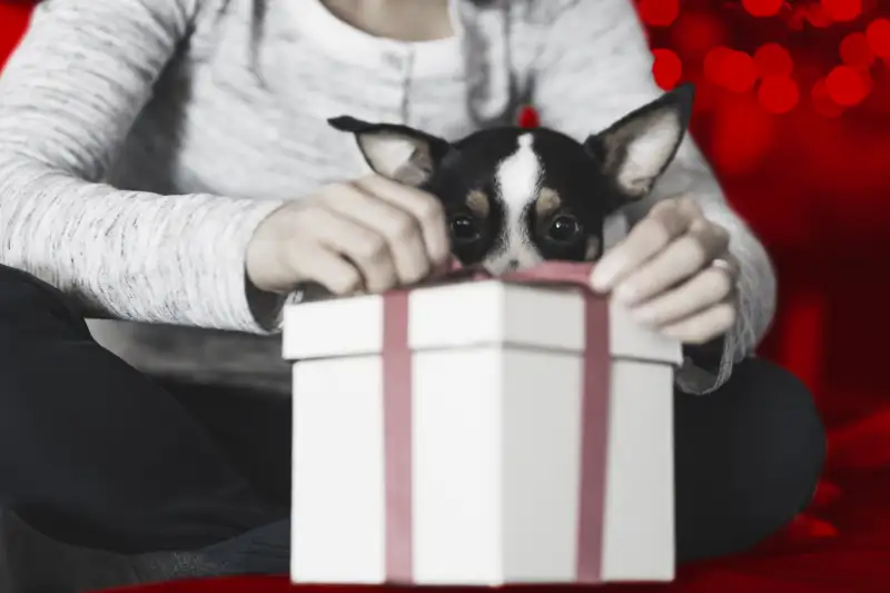 A Perfect Gift? A Vet's Advice for a Christmas Puppy Present