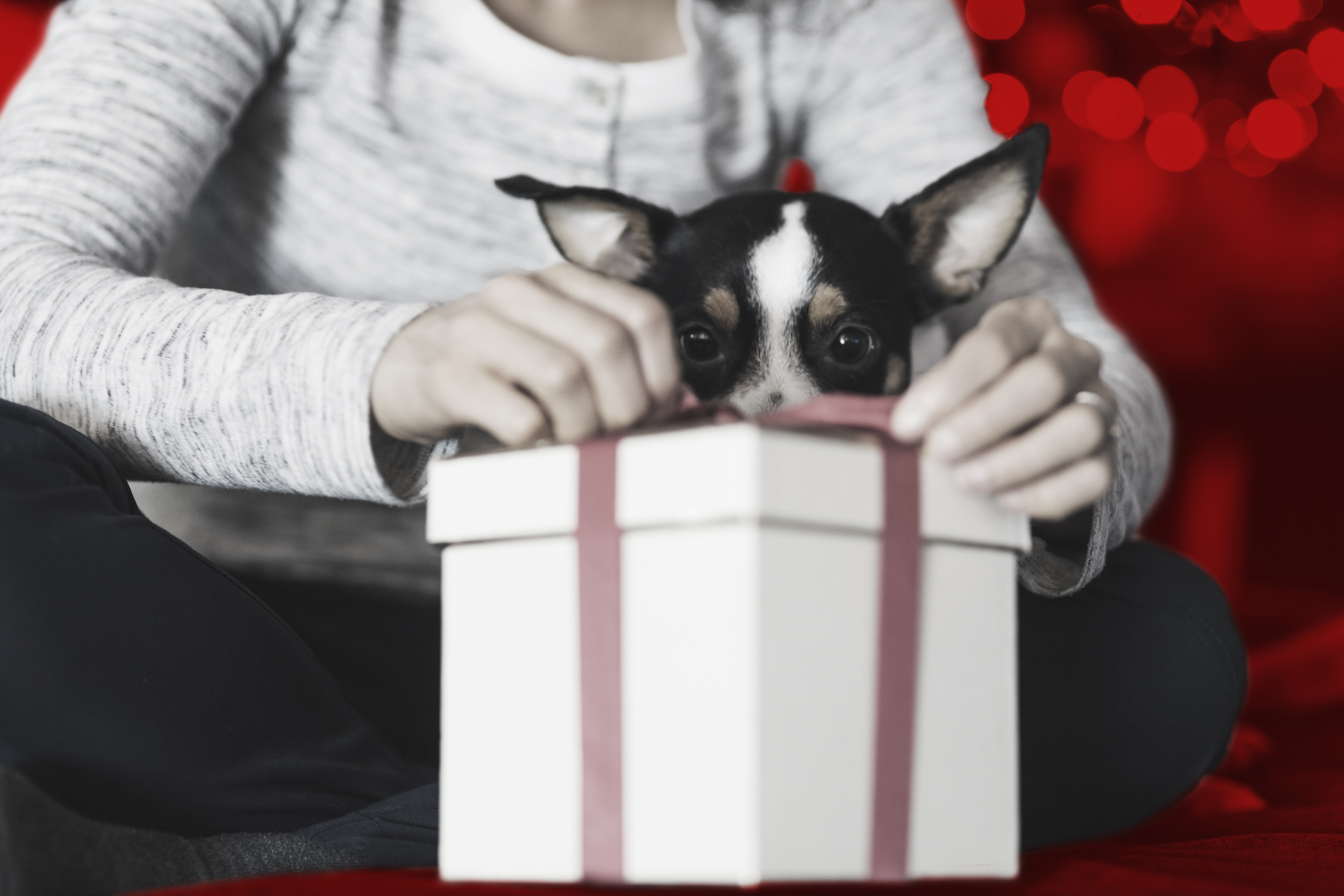 Pet Spending by Generation: Millennials Are Most Likely to Spoil Pets With Lots of Holiday Gifts