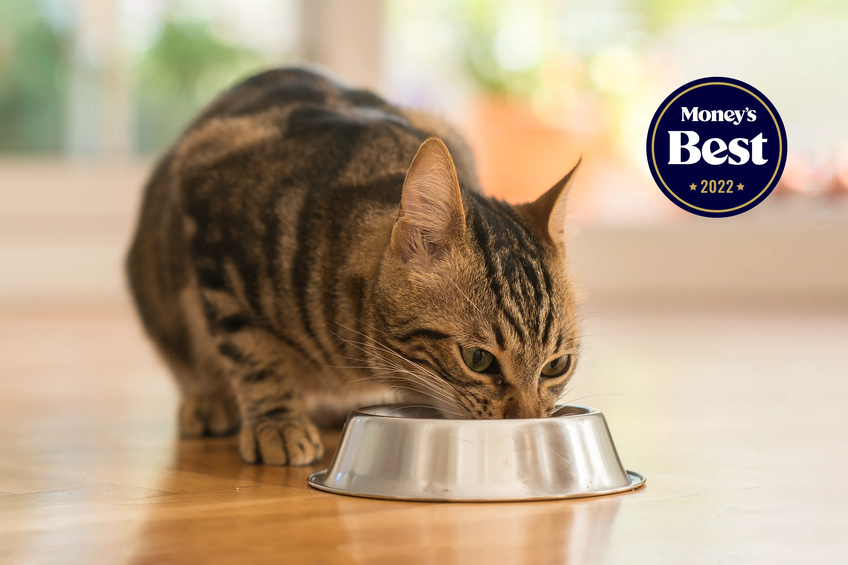 best dry cat food 2018