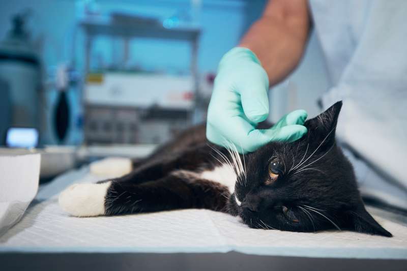 Hand of veterinary doctor stroking sick cat at animal hospital.