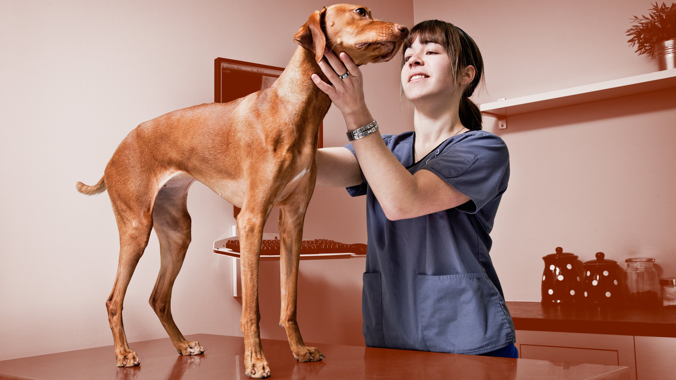 Discover Great Pet Insurance Companies