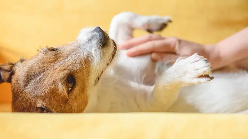 Photo of a cute dog enjoying some tummy rubs