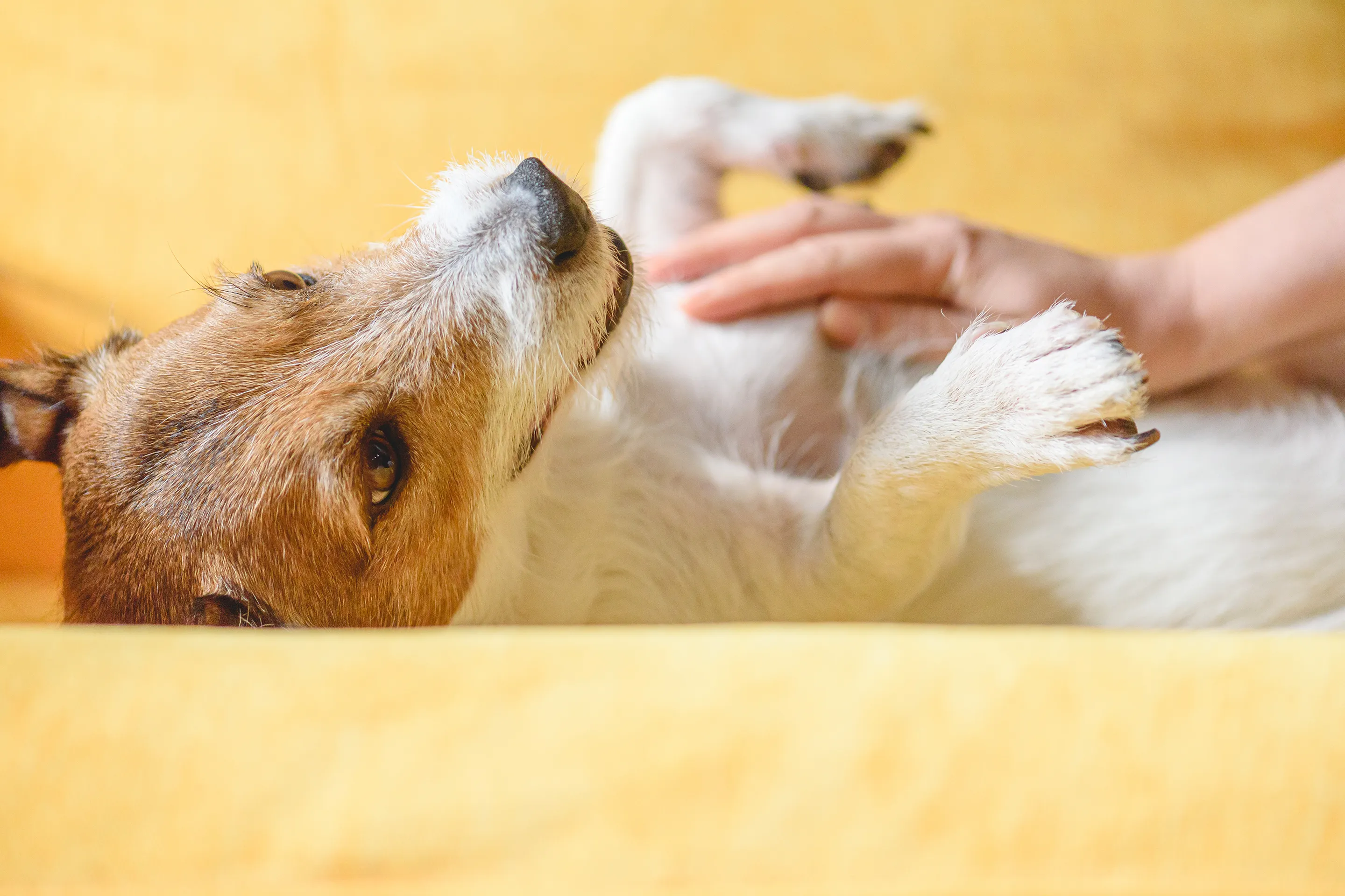 How to reduce anxiety for pets, according to an expert