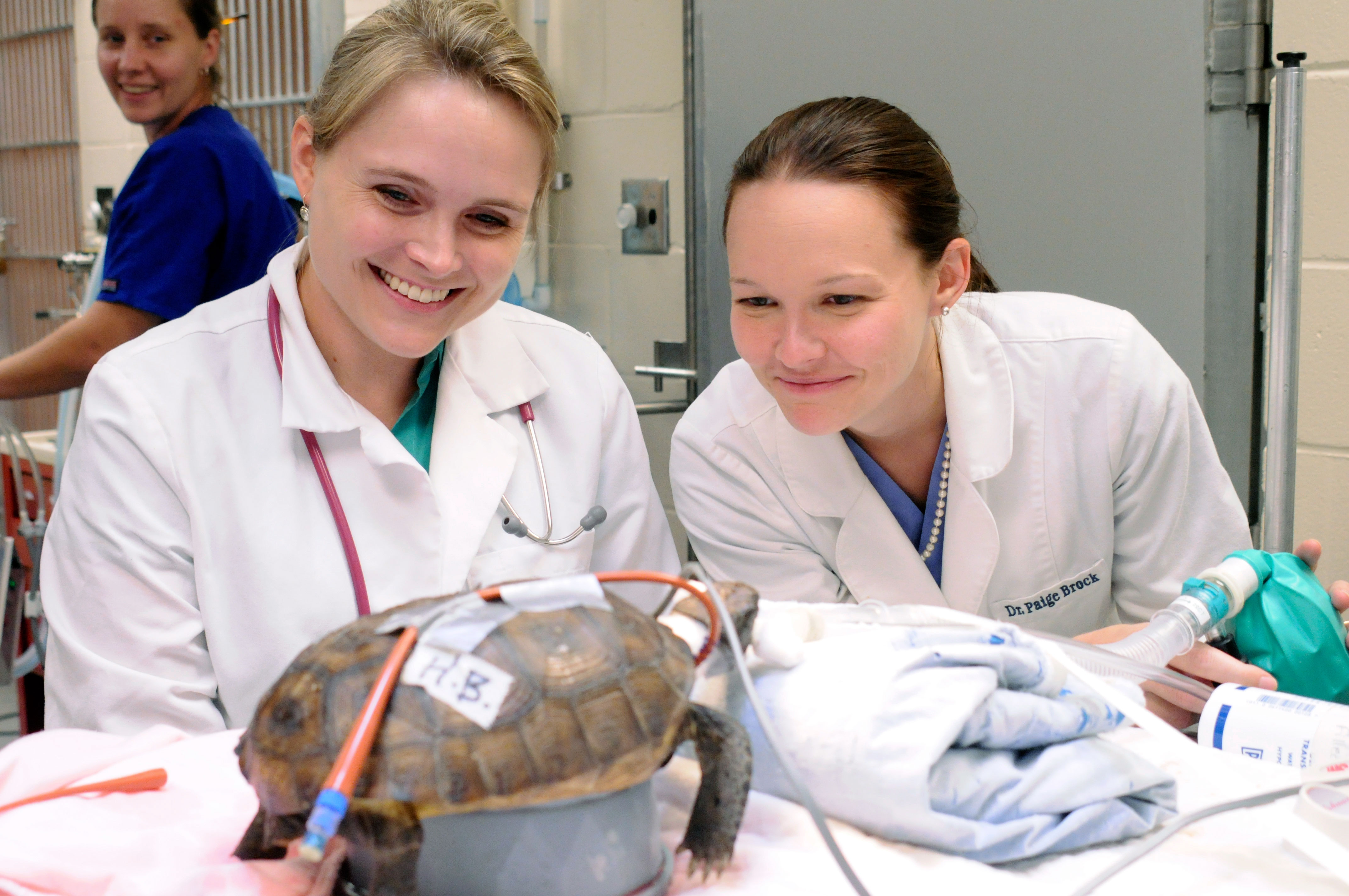 Two students examine a turtle at The University of Florida