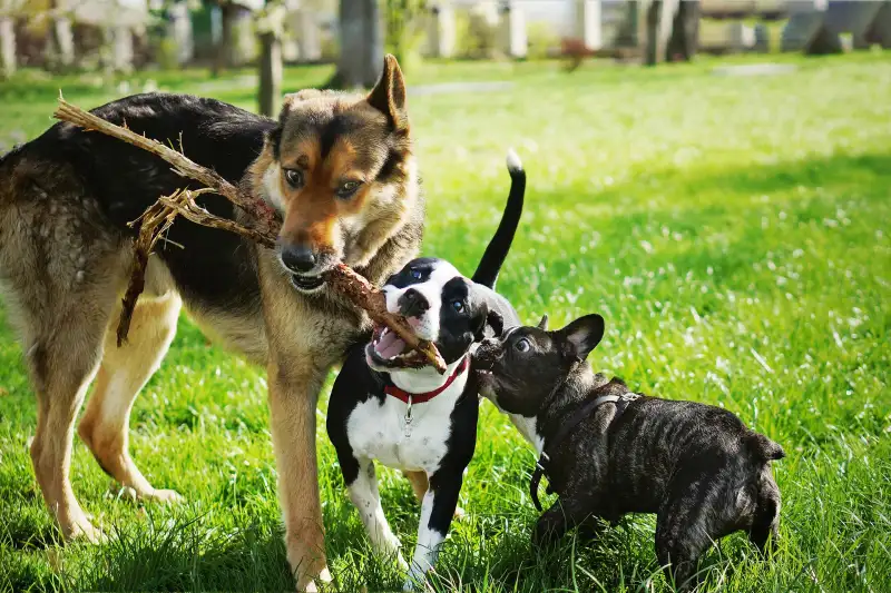 Backyard Dogs