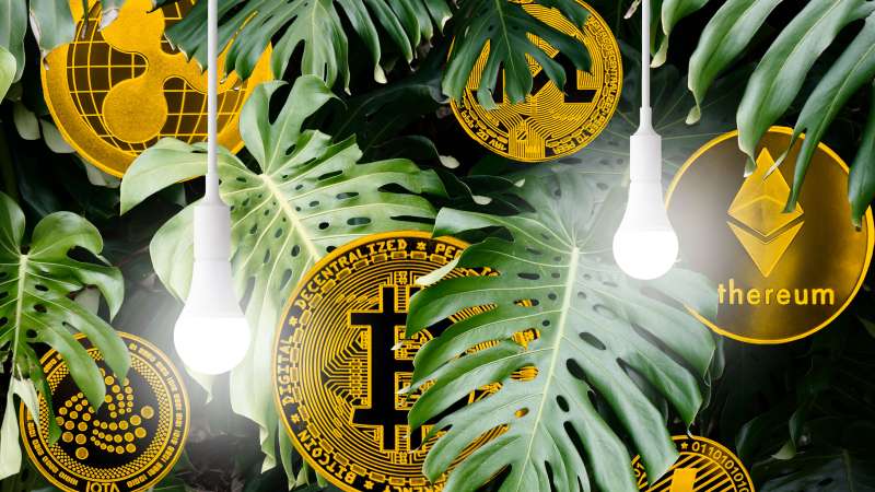 Collage of multiple cryptocurrency coins in-between leaves in the forest and two light bulbs handing from the top of the frame